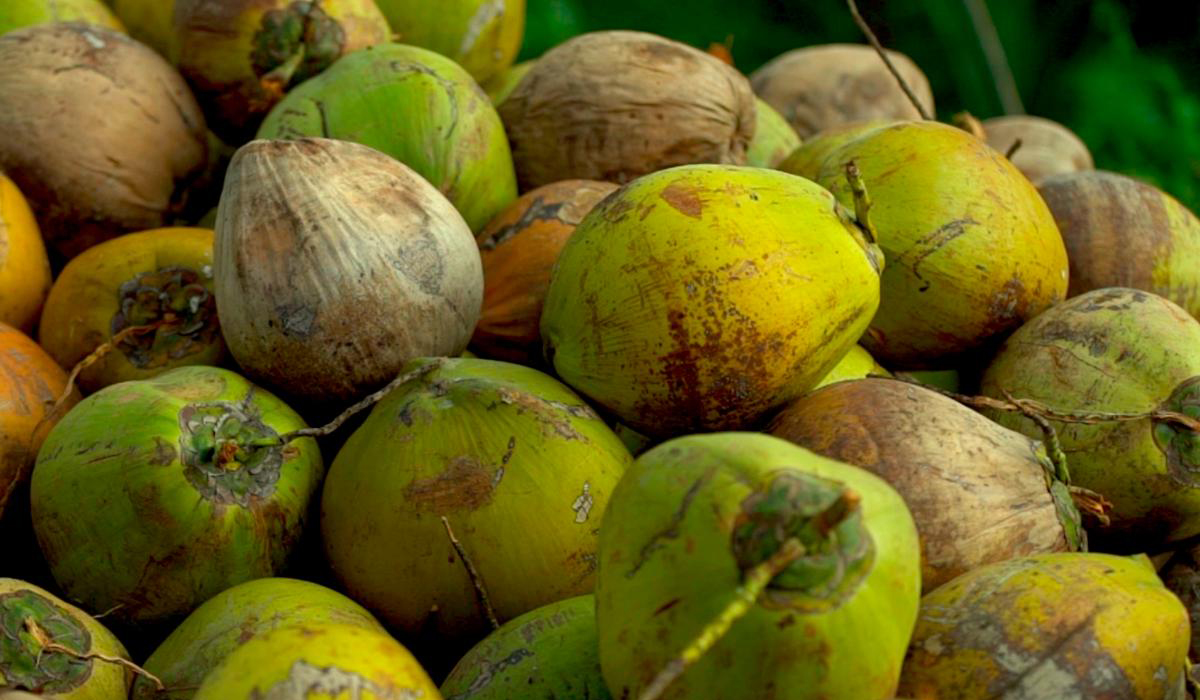 This Philippines startup is making coolers out of coconuts